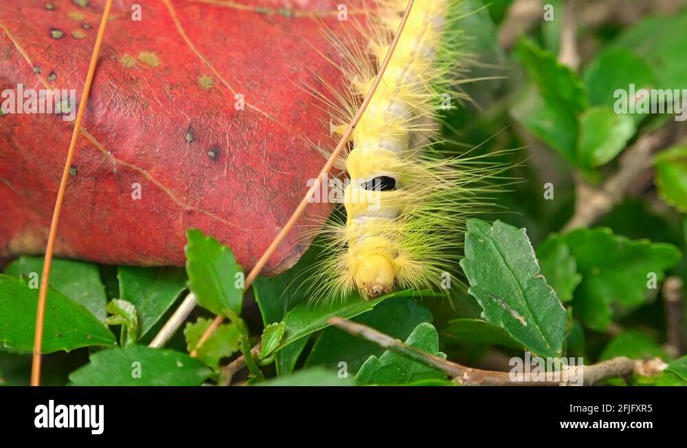 Moth at their natural habitat Stock Videos & Footage HD and 4K Video