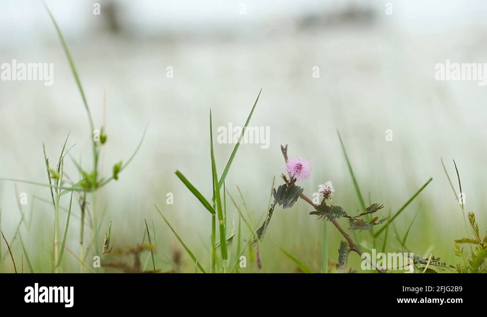 Purple grassland Stock Videos & Footage HD and 4K Video Clips Alamy
