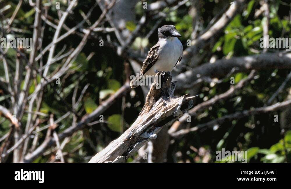 Tyrannus cubensis Stock Videos & Footage HD and 4K Video Clips Alamy
