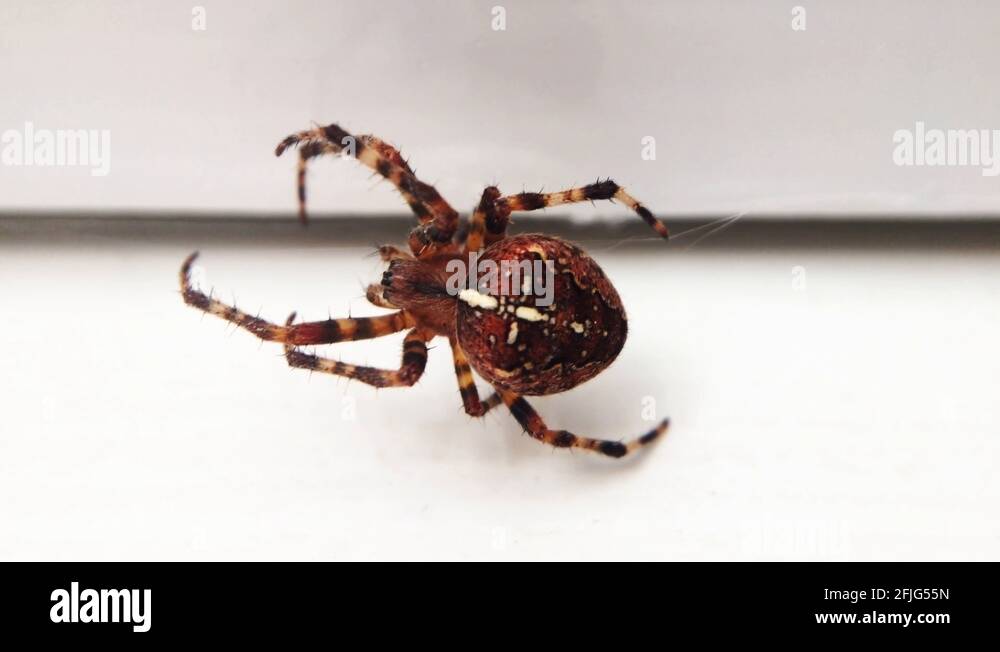 Spider patterns Stock Videos & Footage - HD and 4K Video Clips - Alamy