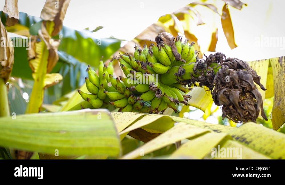 Jamaica bananas Stock Videos & Footage HD and 4K Video Clips Alamy