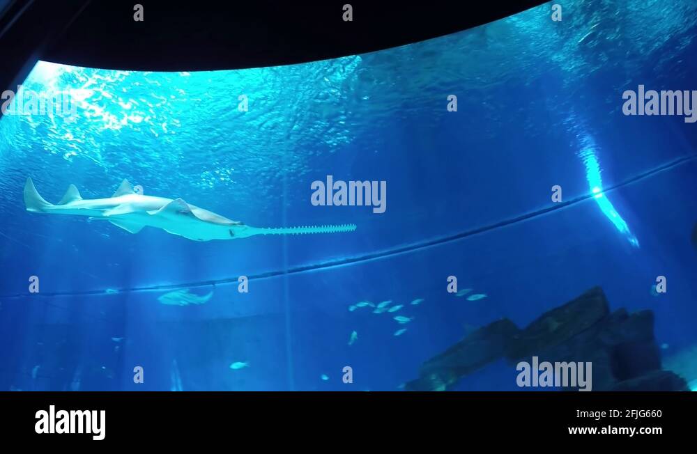 Sawshark Stock Videos & Footage HD and 4K Video Clips Alamy