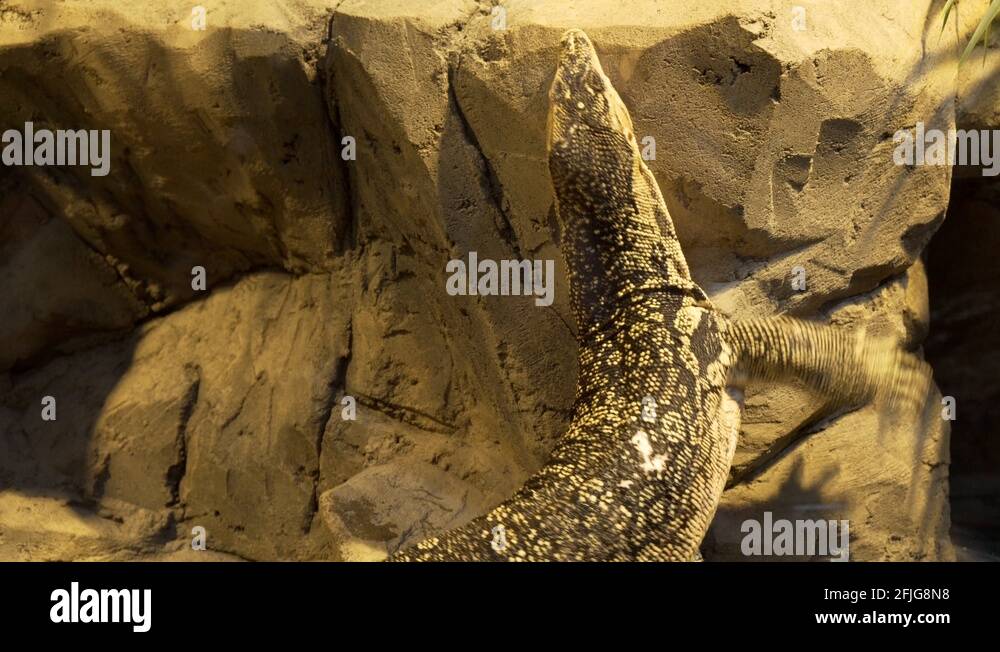 Monitor Lizard Climbing Rocks Rock monitor lizards Stock Videos & Footage - HD and 4K Video Clips - Alamy