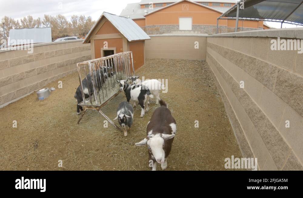 Cute, young pygmy goats in a farm paddock eating hay from a manger
