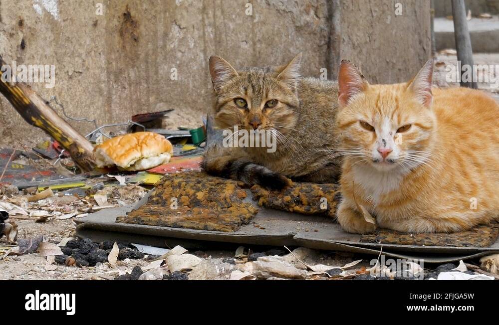 Alley alleyway garbage Stock Videos & Footage HD and 4K Video Clips