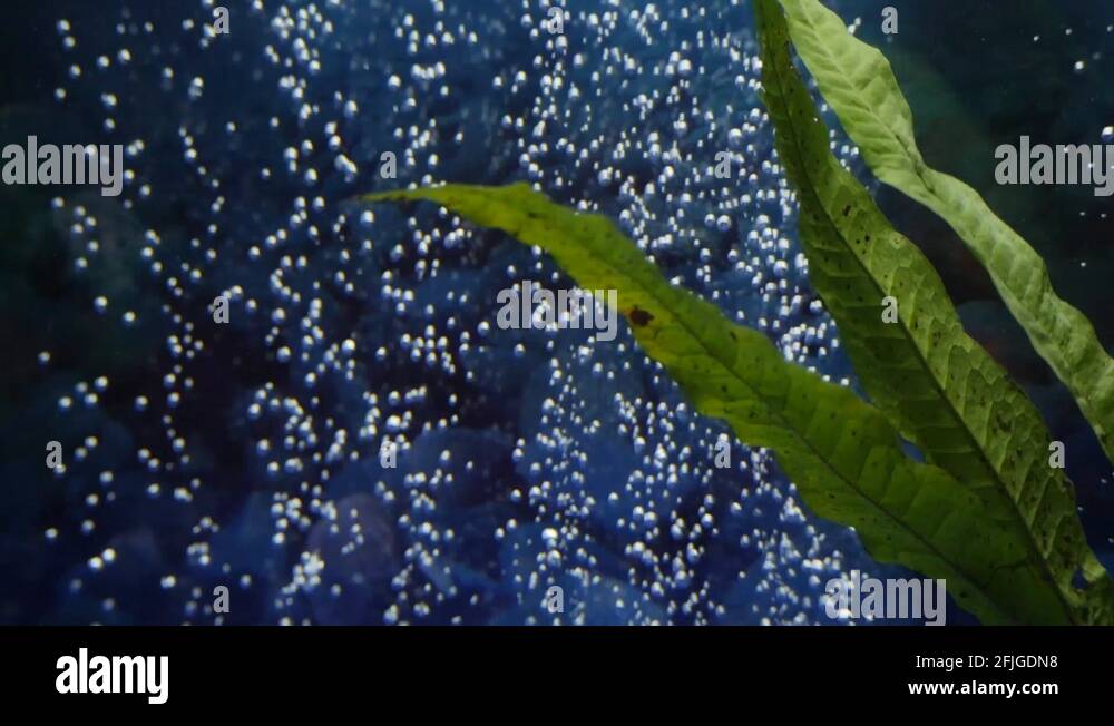 Aquatic plants aquarium bubbles Stock Videos & Footage HD and 4K