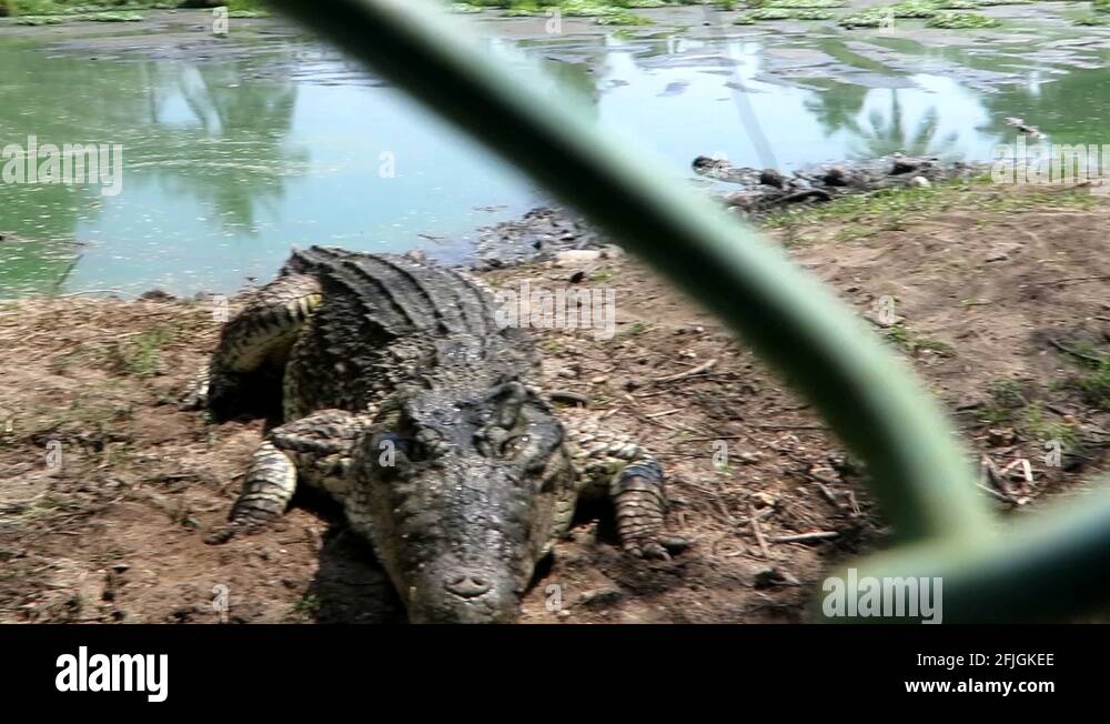 Food chain transport Stock Videos & Footage HD and 4K Video Clips Alamy