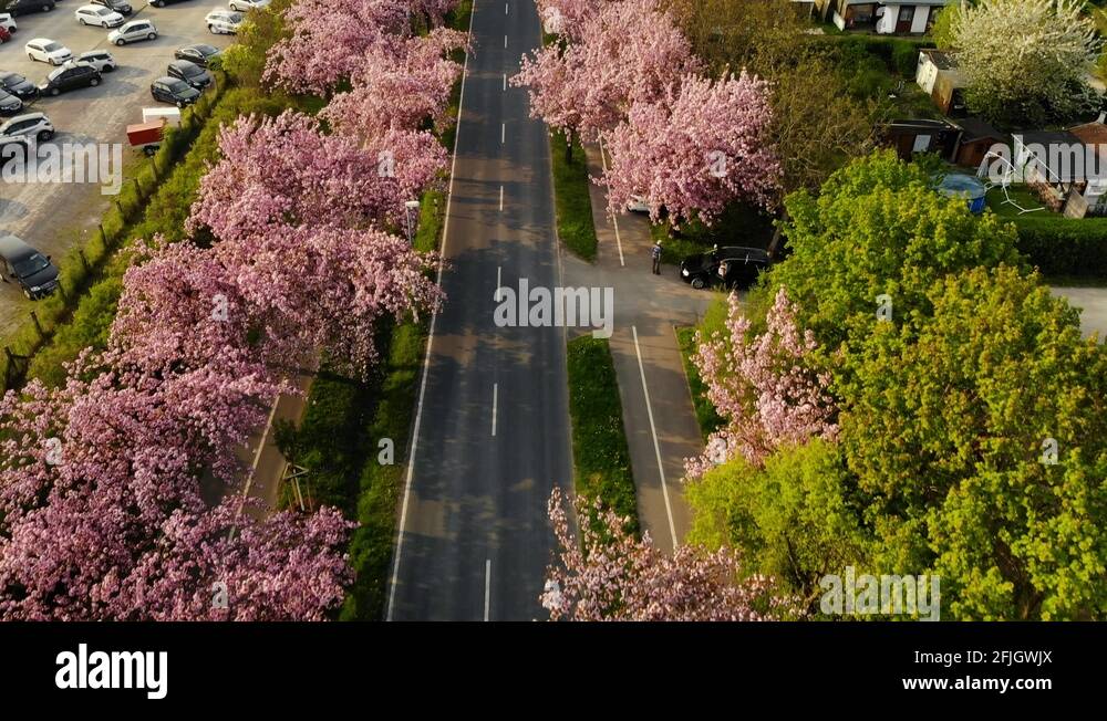 Cherry tree avenue Stock Videos & Footage HD and 4K Video Clips Alamy