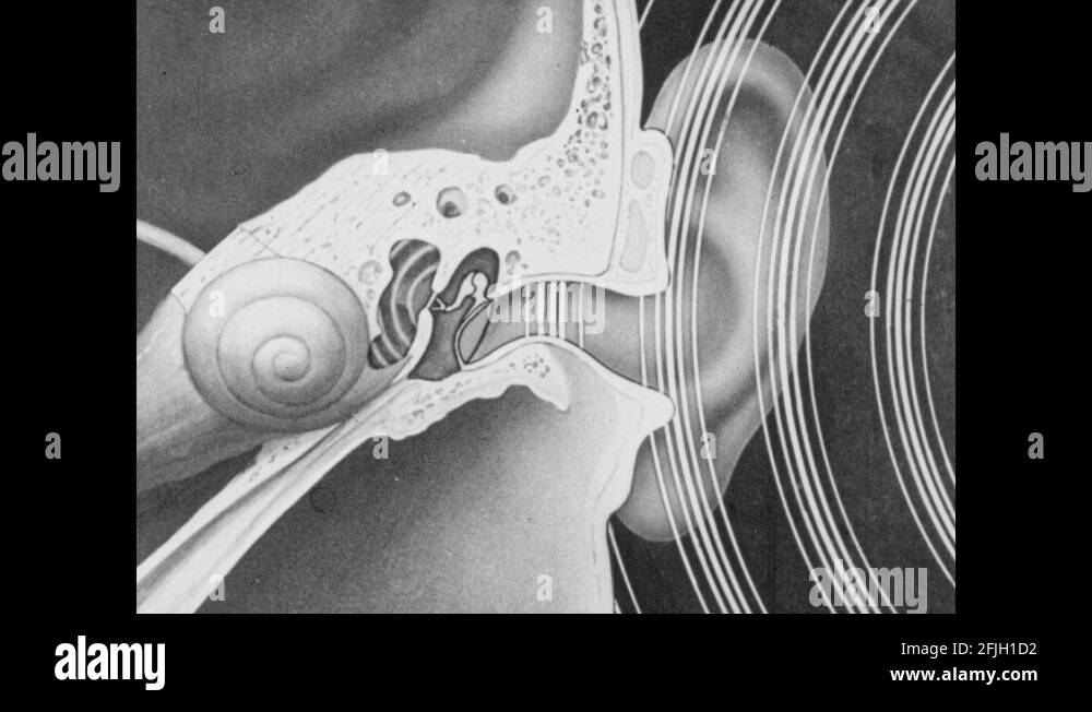 Ear auditory canal Stock Videos & Footage HD and 4K Video Clips Alamy