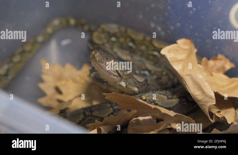 4k UHD Python reticulatus, also known as the (Asiatic) reticulated ...