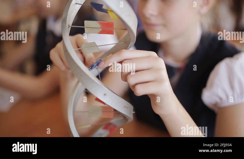 high school students in school uniform study the structure of DNA in a