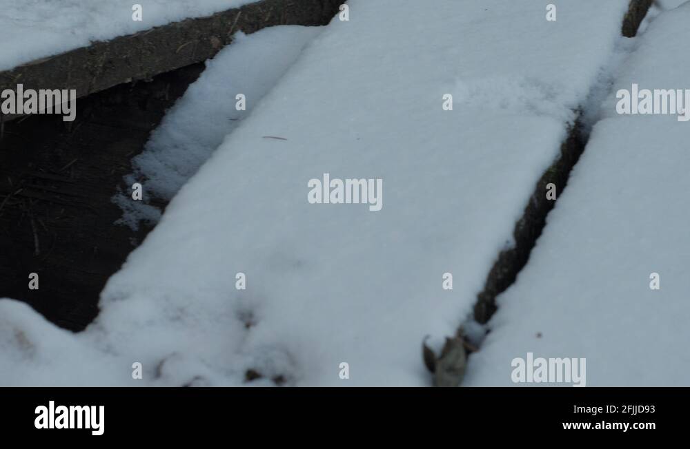 Fox footprints Stock Videos & Footage - HD and 4K Video Clips - Alamy