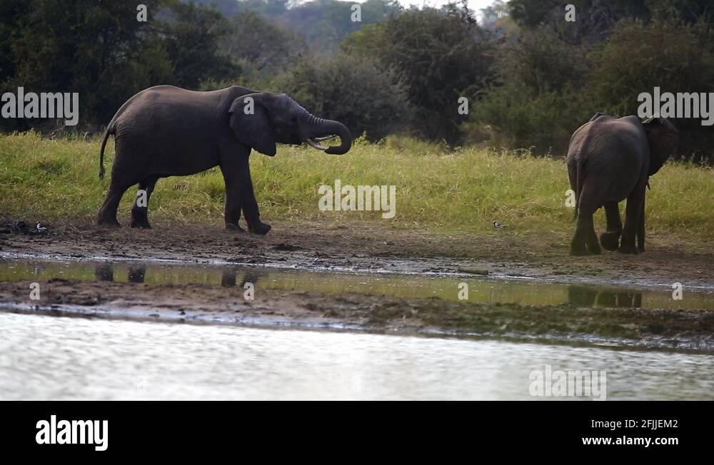 Elephant brothers Stock Videos & Footage HD and 4K Video Clips Alamy