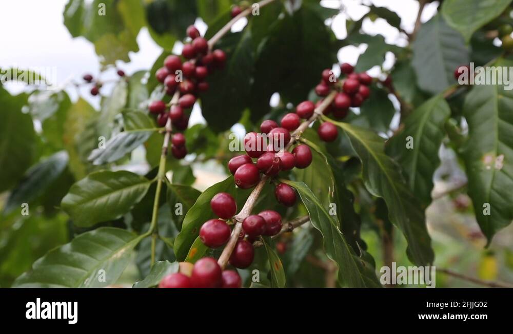 Coffee tree berry farmer crop Stock Videos & Footage HD and 4K Video