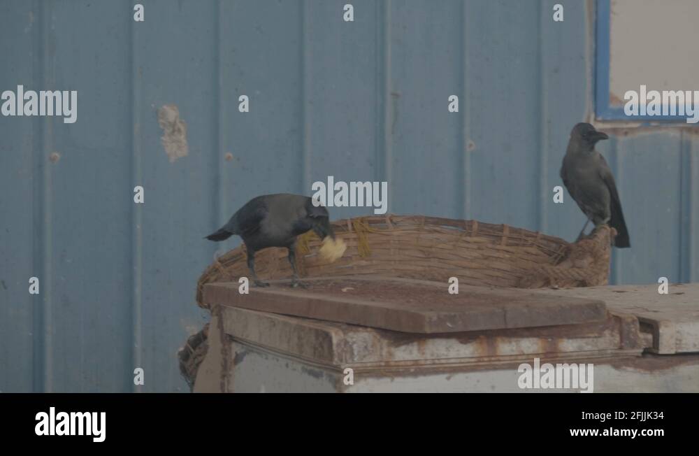 Native of india Stock Videos & Footage HD and 4K Video Clips Alamy