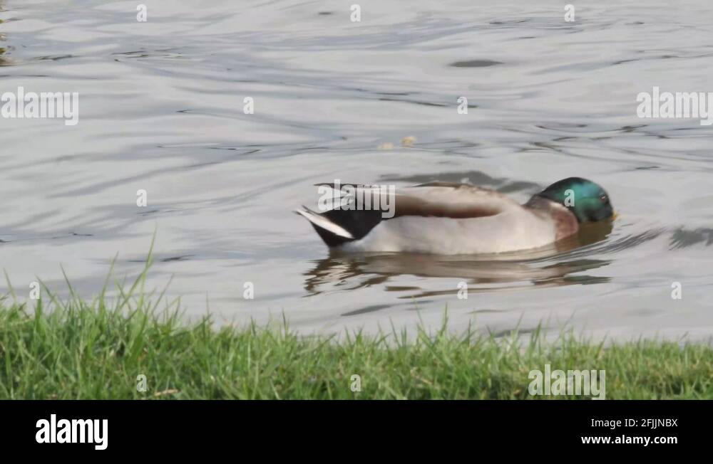Eat duck Stock Videos & Footage - HD and 4K Video Clips - Alamy