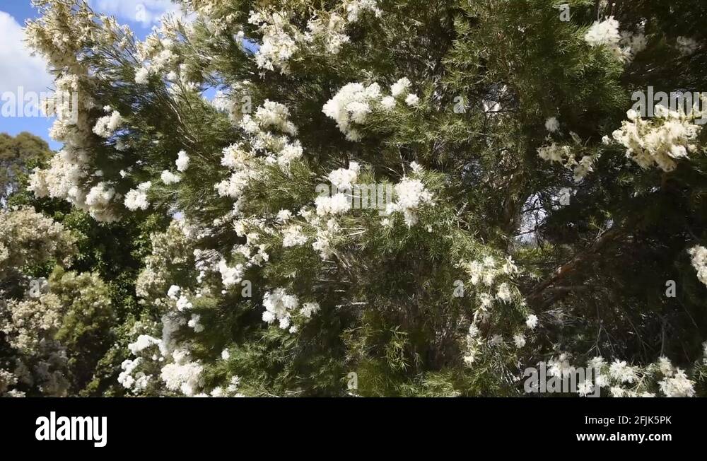 Native australian tree Stock Videos & Footage HD and 4K Video Clips Alamy