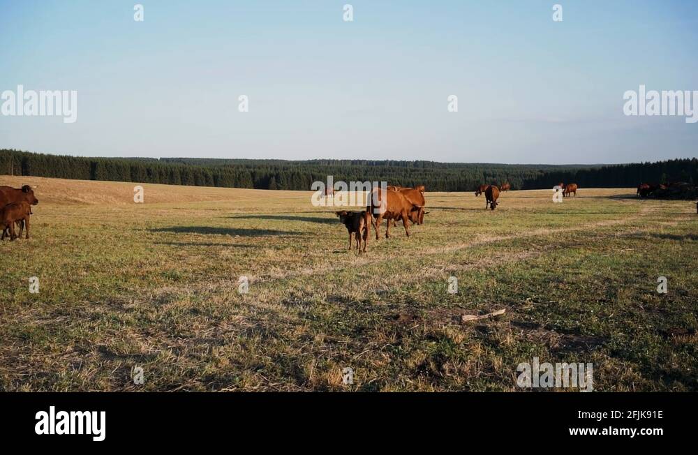 Kuhe Stock Videos & Footage - HD and 4K Video Clips - Alamy