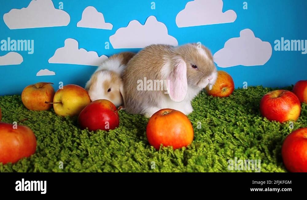 Mini dwarf Stock Videos & Footage HD and 4K Video Clips Alamy