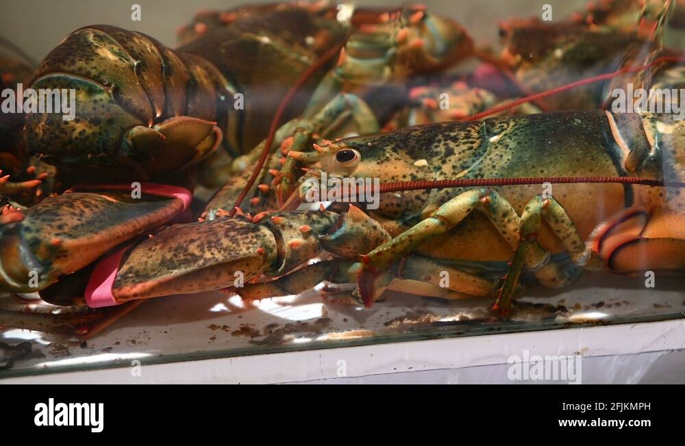 Brown lobsters Stock Videos & Footage HD and 4K Video Clips Alamy