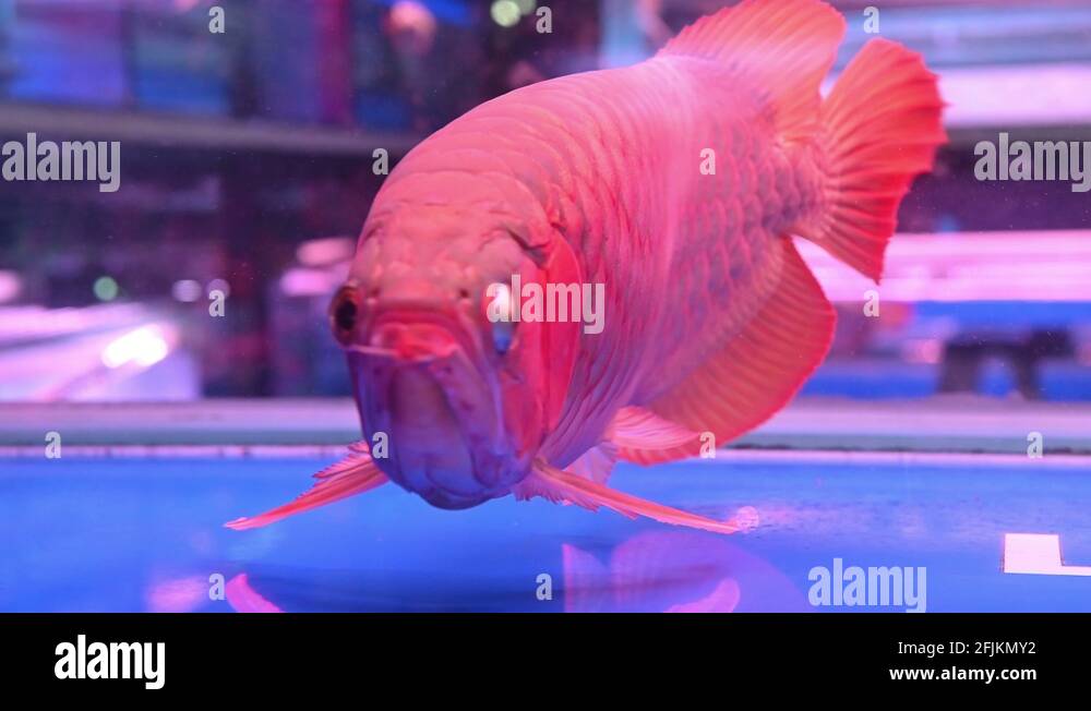 Dragon scale fish Stock Videos & Footage HD and 4K Video Clips Alamy