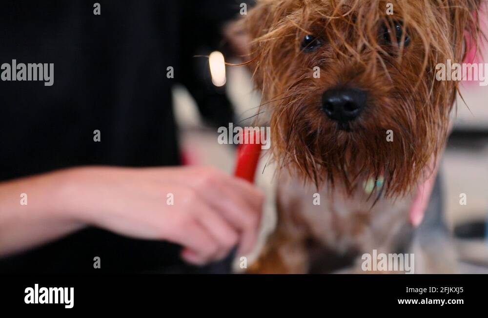 Animal wet Stock Videos & Footage HD and 4K Video Clips Alamy