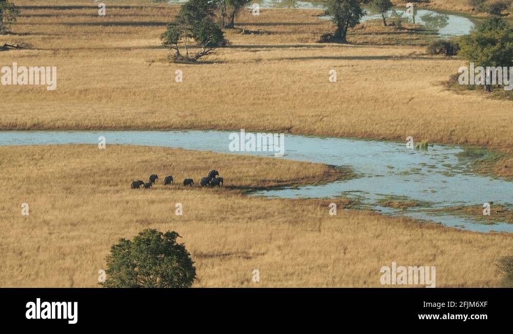 Africa Elephants Aerial Stock Videos Footage HD And 4K Video Clips 