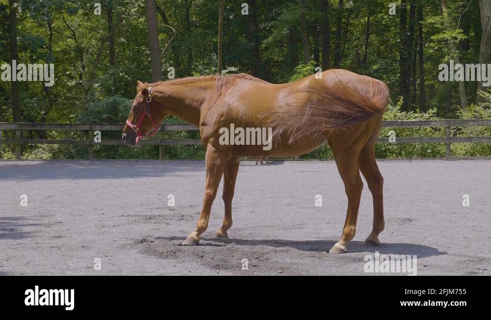 Horse shaking dust Stock Videos & Footage HD and 4K Video Clips Alamy