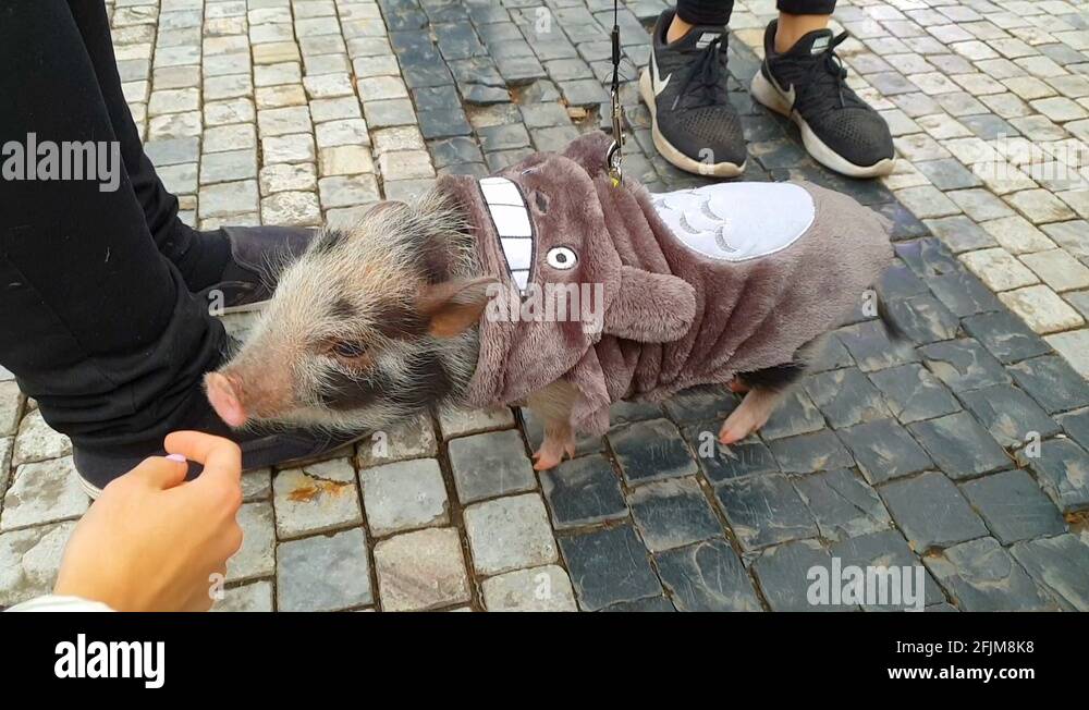 Micro pig Stock Videos & Footage HD and 4K Video Clips Alamy