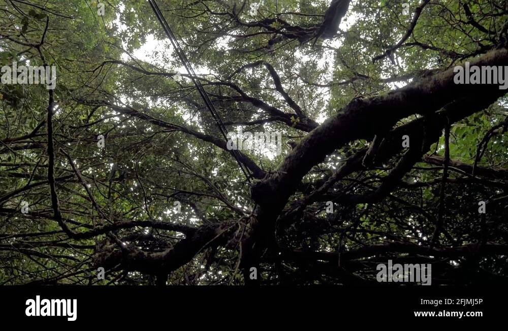 Tangled mass Stock Videos & Footage HD and 4K Video Clips Alamy