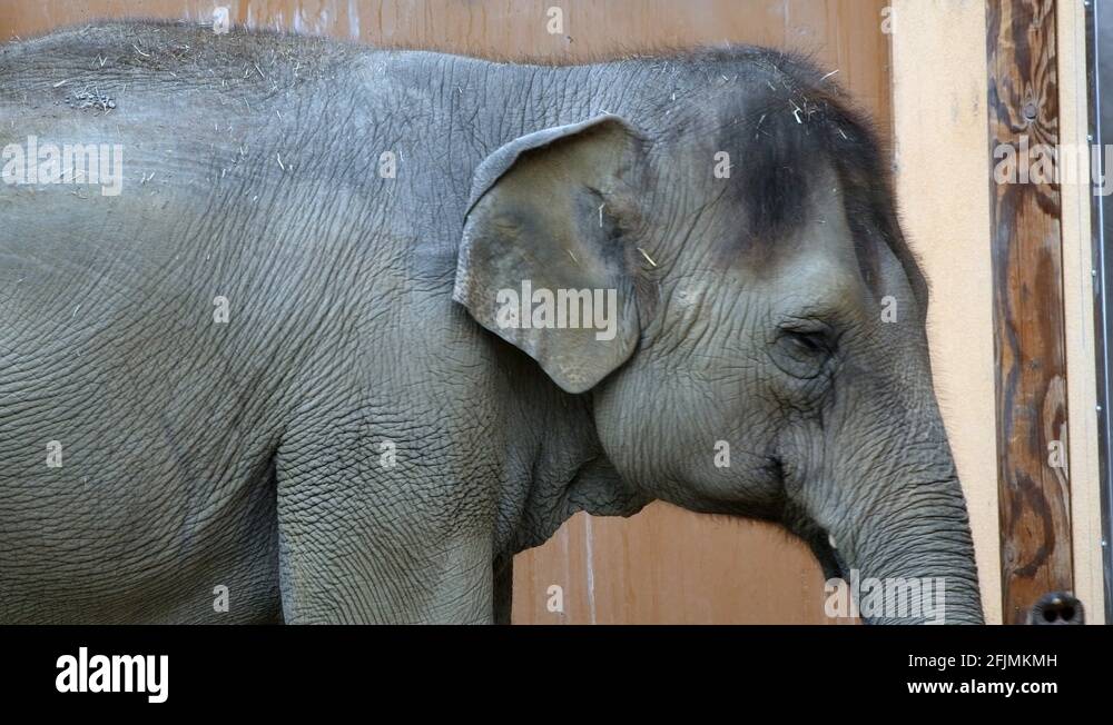 The first zoo, called the Griffith Park Zoo, opened in 1912 and was