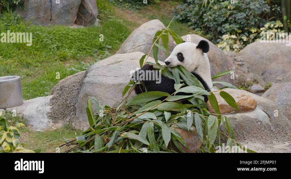 Panda eat bamboo Stock Videos & Footage - HD and 4K Video Clips - Alamy