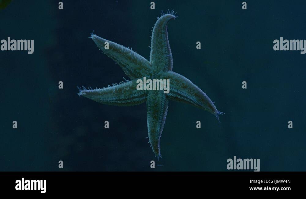 Starfish inside an aquarium Stock Video Footage Alamy