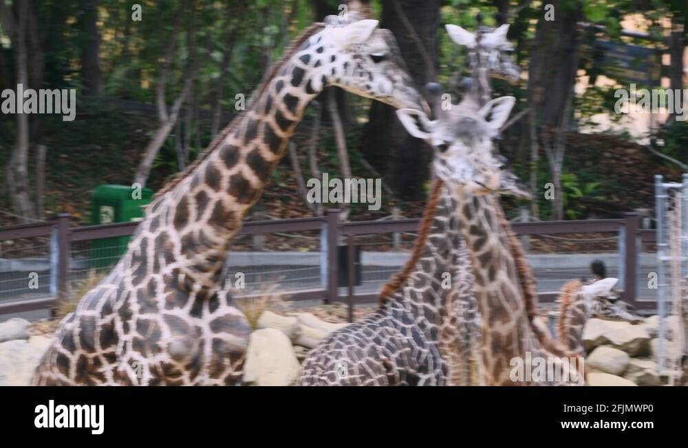 The first zoo, called the Griffith Park Zoo, opened in 1912 and was