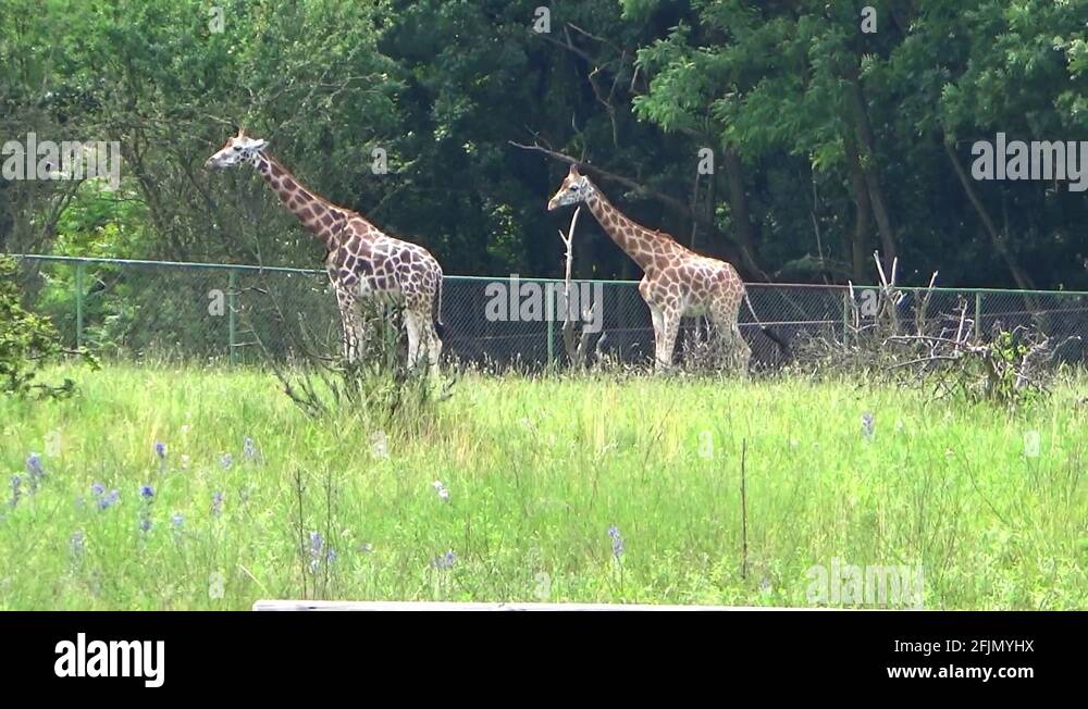 Giraffes feet Stock Videos & Footage HD and 4K Video Clips Alamy