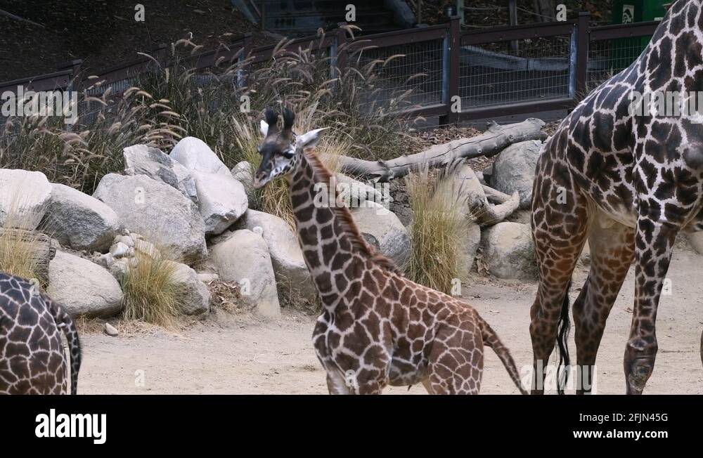 The first zoo, called the Griffith Park Zoo, opened in 1912 and was