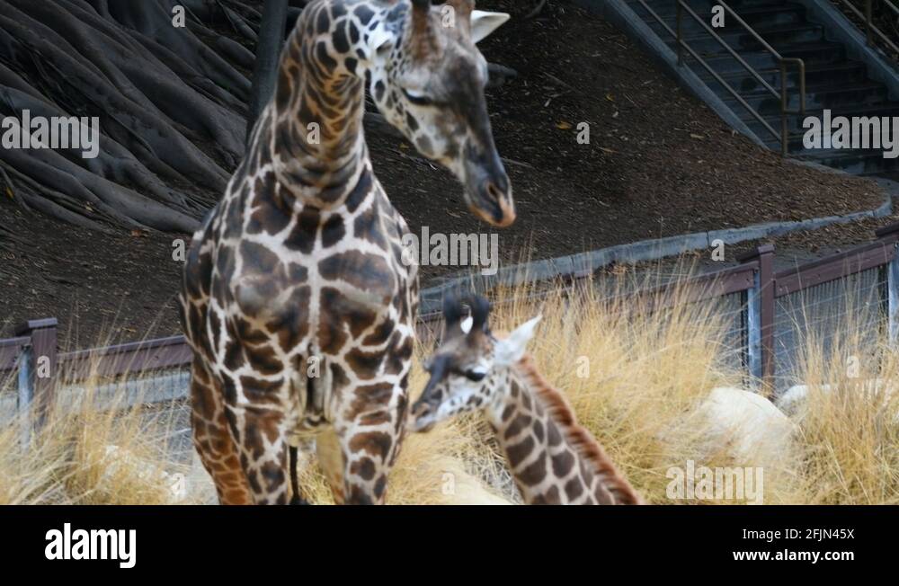 The first zoo, called the Griffith Park Zoo, opened in 1912 and was