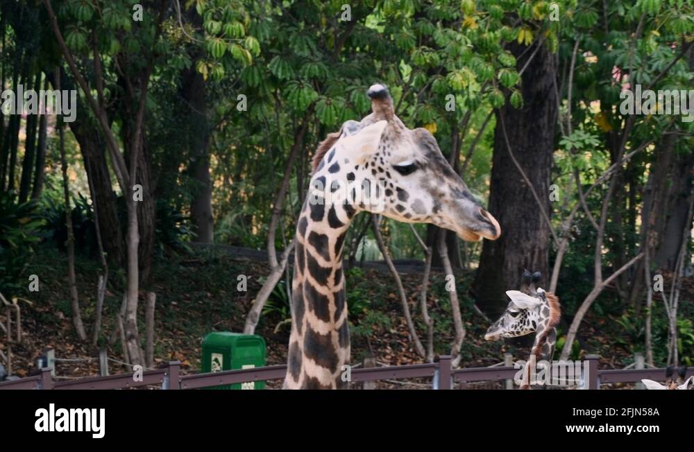 The first zoo, called the Griffith Park Zoo, opened in 1912 and was