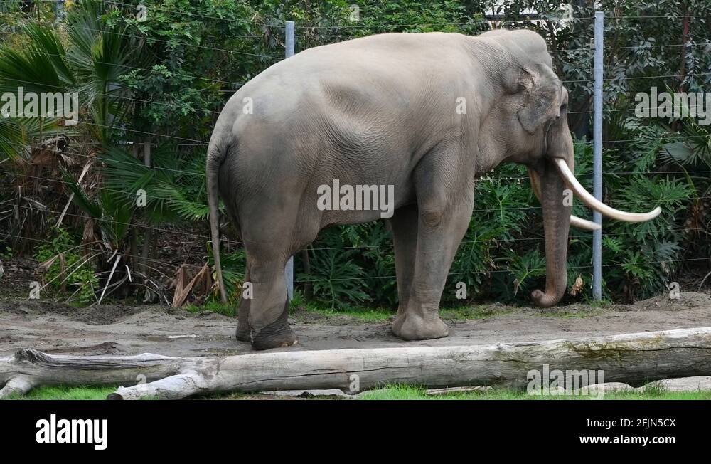 The first zoo, called the Griffith Park Zoo, opened in 1912 and was
