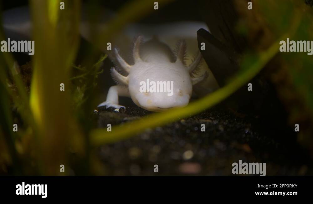 An axolotl or Mexican walking fish sits resting on the ocean floor ...