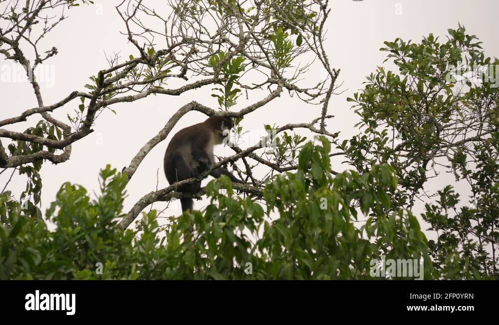 Red tailed monkey cercopithecus ascanius Stock Videos & Footage HD