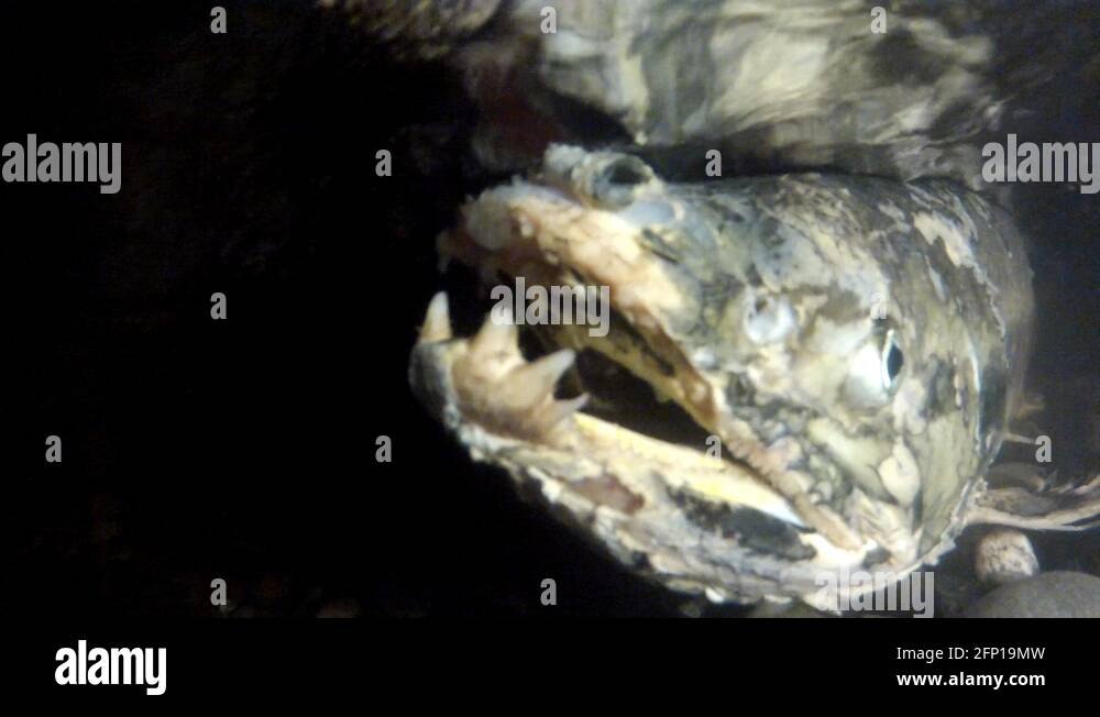 Peeling scales Stock Videos & Footage HD and 4K Video Clips Alamy