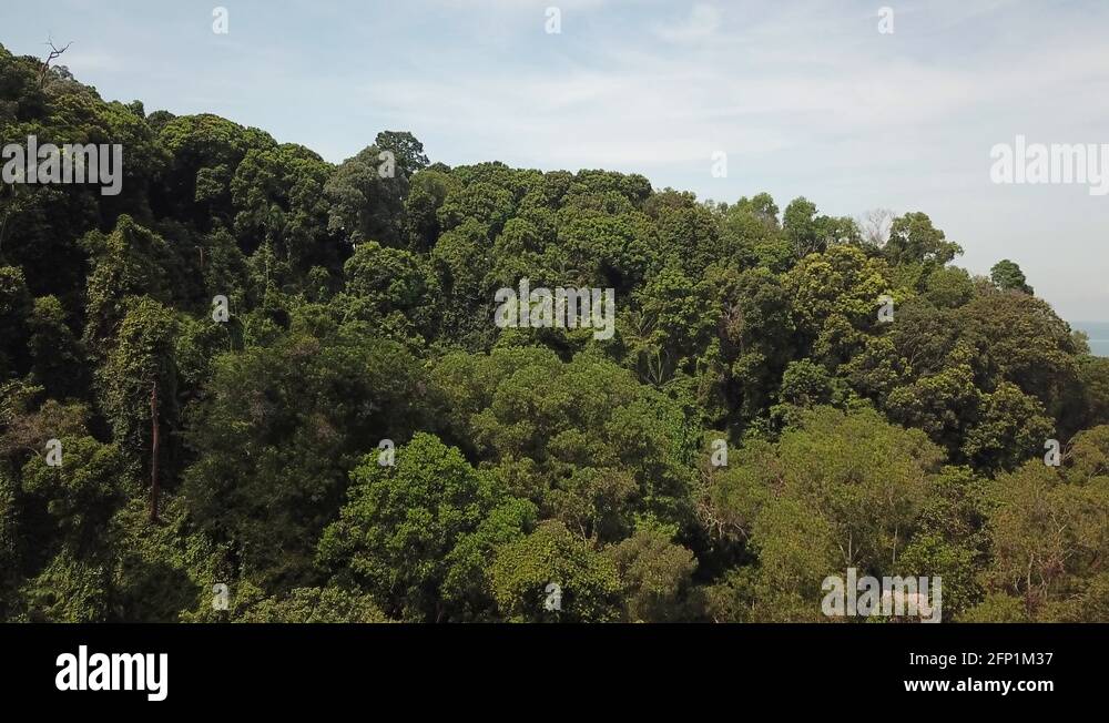 Rainforest drone Stock Videos & Footage - HD and 4K Video Clips - Alamy