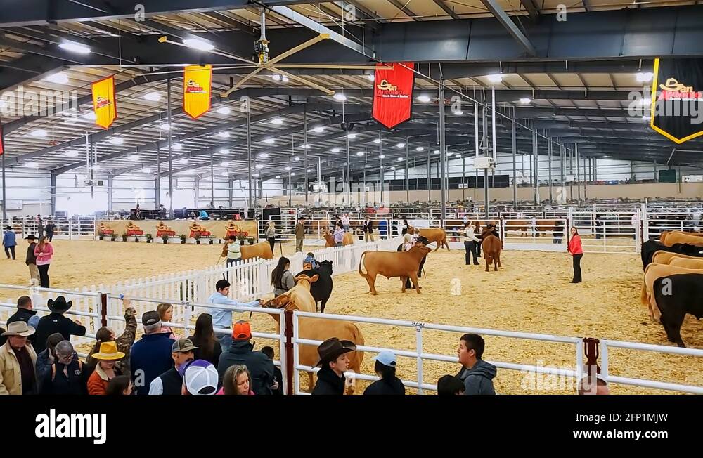 Prize bulls Stock Videos & Footage HD and 4K Video Clips Alamy