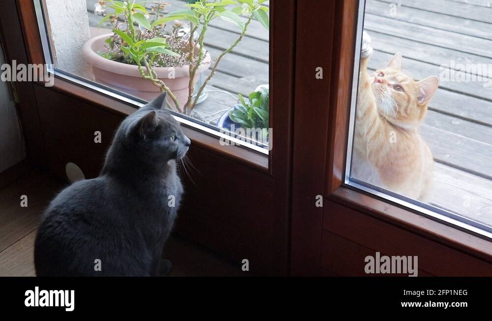 Cat pawing Stock Videos & Footage HD and 4K Video Clips Alamy