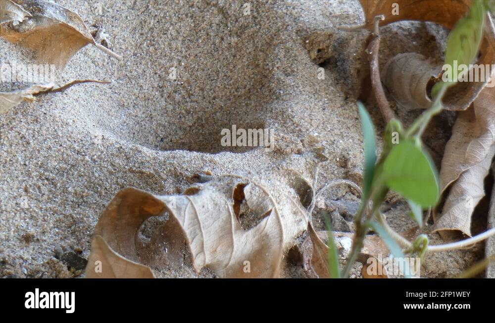 Ant classification Stock Videos & Footage HD and 4K Video Clips Alamy