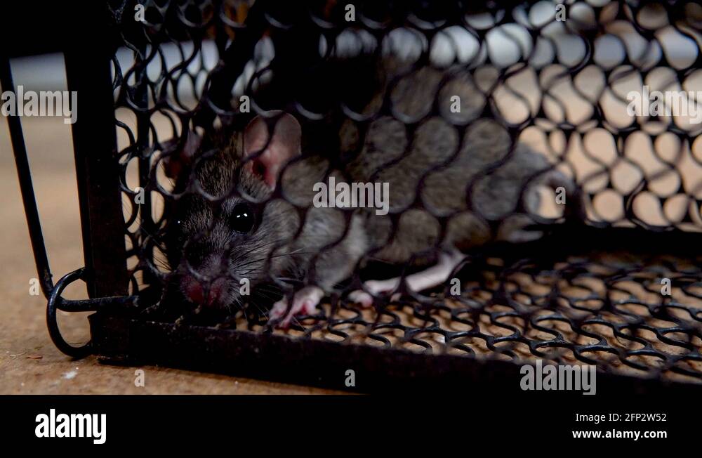 Rat caught trap trapped Stock Videos & Footage HD and 4K Video Clips