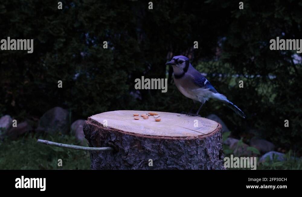 Peanut eating bird Stock Videos & Footage HD and 4K Video Clips Alamy