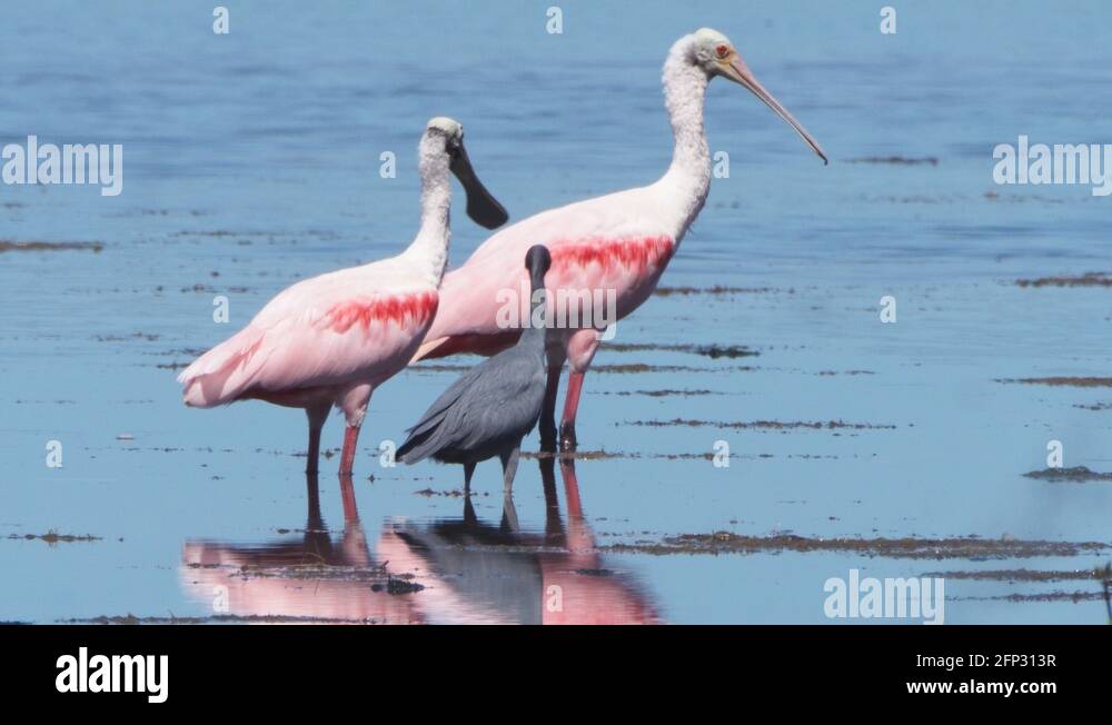 Roseate spoonbill spoonbill Stock Videos & Footage - HD and 4K Video ...