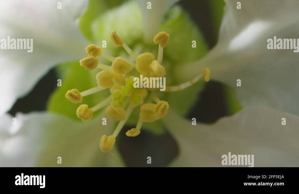 Flower reproductive system Stock Videos & Footage HD and 4K Video